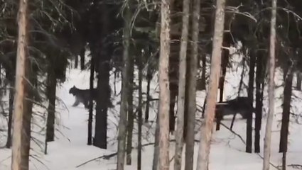 Canadian lynx wandering around in snowy forest
