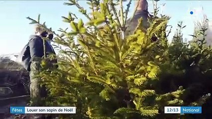 Noël : il est désormais possible de louer un sapin pour les fêtes