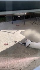 Lazy Cat Plays with Lizard