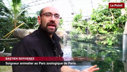 Les trois bizarreries... de l'arapaïma !