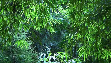 Liuzhou Luosifen: meloso, picante e absolutamente satisfatório