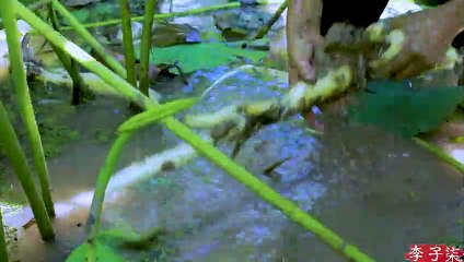 Fazendo uso de todas as partes do lótus: flores, folhas e raízes