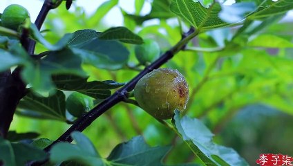 Bordado Shu - Artesanato tradicional chinês que existe há milhares de anos