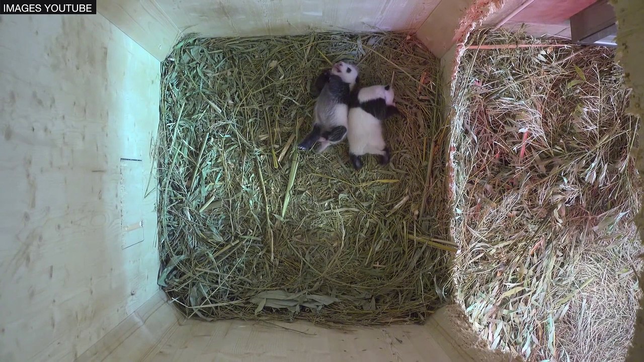 Deux bébés pandas ouvrent les yeux pour la première fois