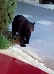 Regardez qui fait fuir ce gros ours... Tellement drôle