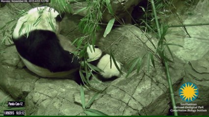 Les premiers pas de Bei Bei, le bébé panda du zoo de Washington