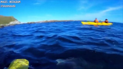 Une otarie gifle un kayakiste avec un poulpe