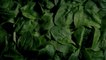Baby Spinach Recalled for Potential Salmonella Contamination