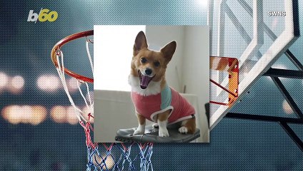 Lilo the Corgi Makes Impossible Trick Shots Look Easy