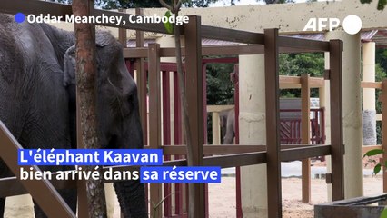 Cambodge: "l'éléphant le plus seul au monde" renoue avec ses congénères
