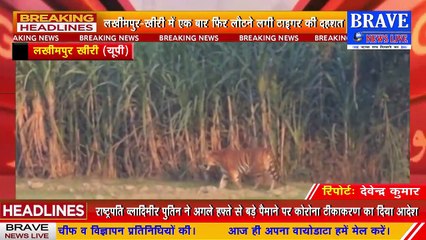 #Lakhimpur_Khiri : एक बार फिर लौटने लगी टाइगर की दहशत, बकरी लेकर जंगल में भागा टाइगर, सांड पर बोला हमला | #BraveNewsLive
