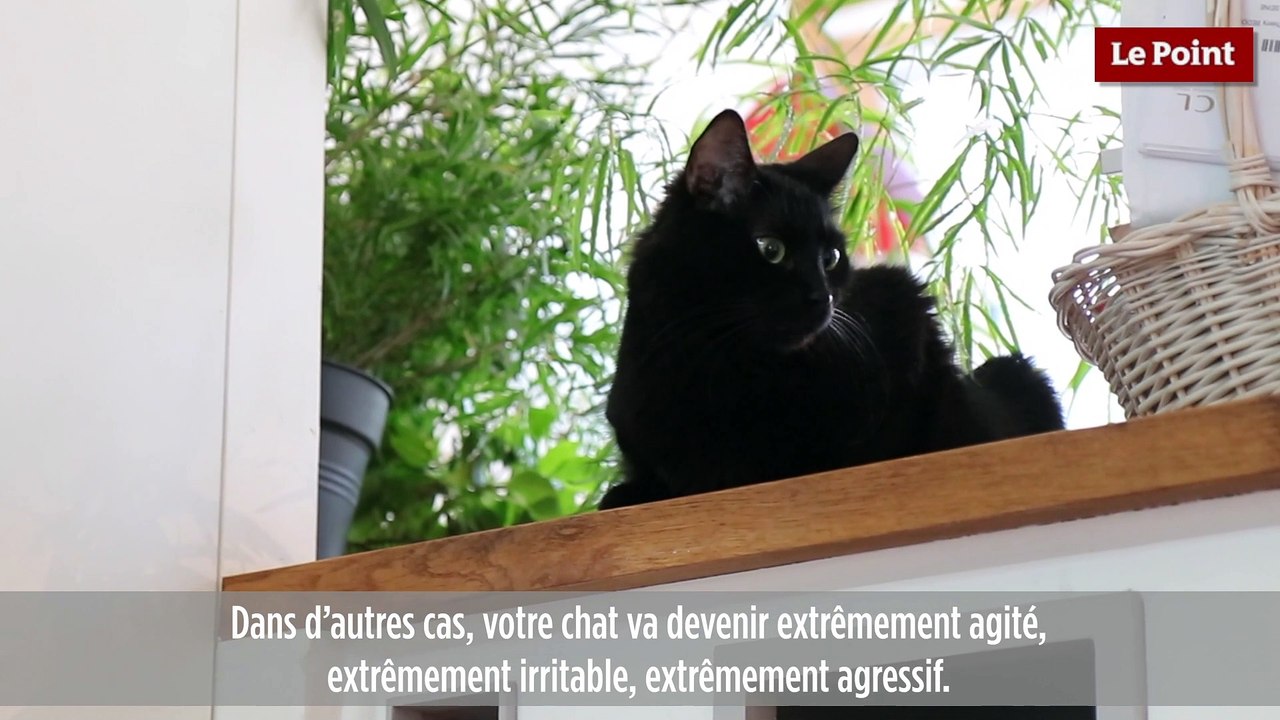 Thierry Bedossa : comment soigner la dépression de son chat ?