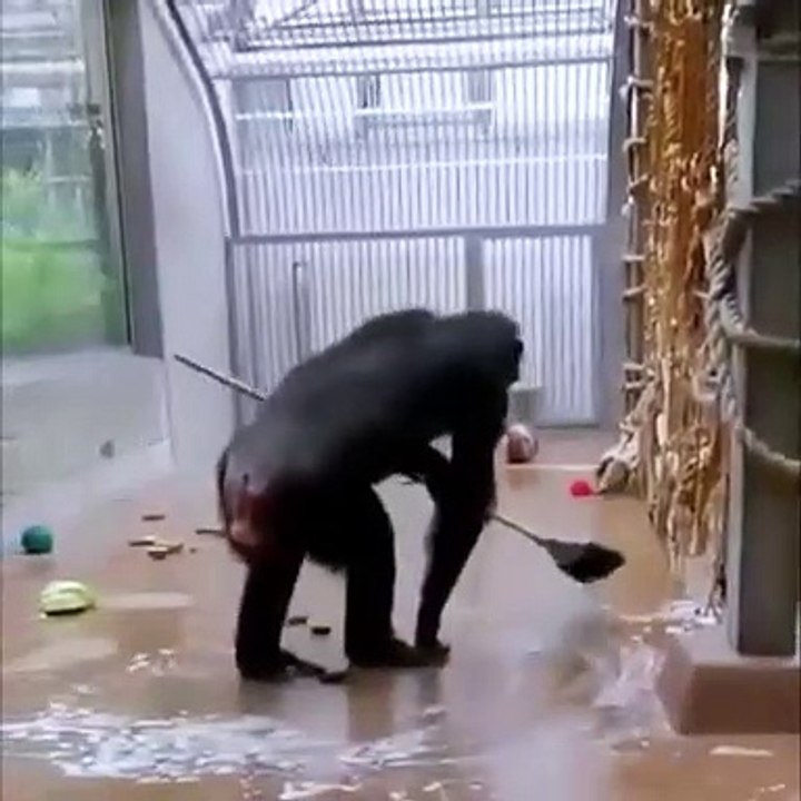 Un chimpanzé nettoie son encols à l'aide d'un balai