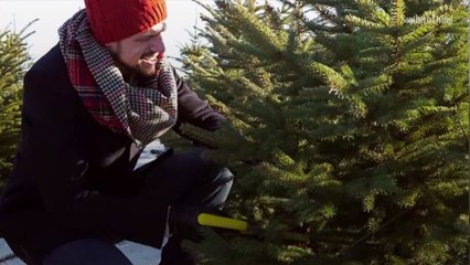 Did You Know That National Forests Will Let You Chop Down Your Own Christmas Tree?