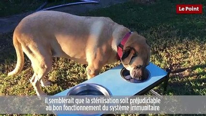 Thierry Bedossa : faut-il stériliser son chien ?