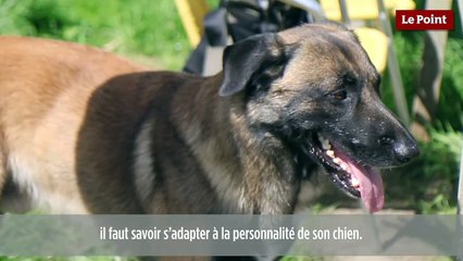 Thierry Bedossa : le chien et la marche en laisse