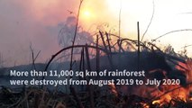 New record for deforestation in the Brazilian Amazon in 12 years