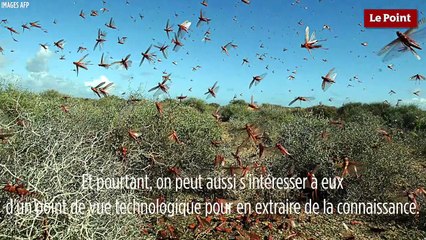 Le biomimétisme selon Idriss Aberkane : le criquet