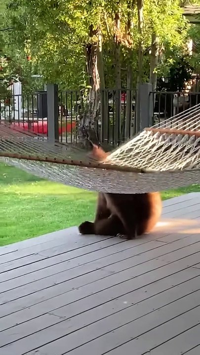 Bear Cub Has Fun with Hammock