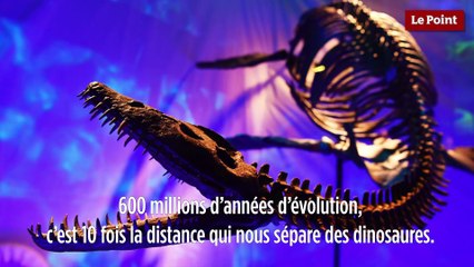 Le biomimétisme selon Idriss Aberkane #10 - L'oxygène
