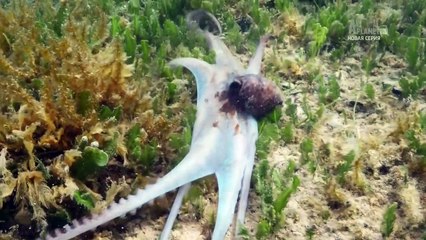 Bahama Blue S01E06 - Wonderland