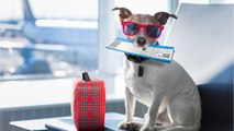 Airlines Tighten Rules Surrounding Emotional Support Animals