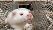 Europe is slaughtering millions of mink to curb the spread of COVID-19