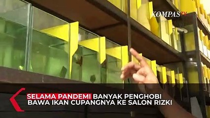 Usaha Unik nan Menguntungkan, Salon Kecantikan Ikan Cupang