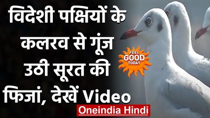 Surat: Surat में प्रवासी पक्षी बनकर आए मेहमान, तापी तट पर दिखा खूबसूरत नजारा । वनइंडिया हिंदी