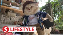 Indonesian tailor makes cosplay costumes for cats