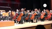 Un chat va voir des musiciens en plein milieu d'un concert