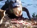 Un petit chat tient tête à un crocodile énorme en train de manger