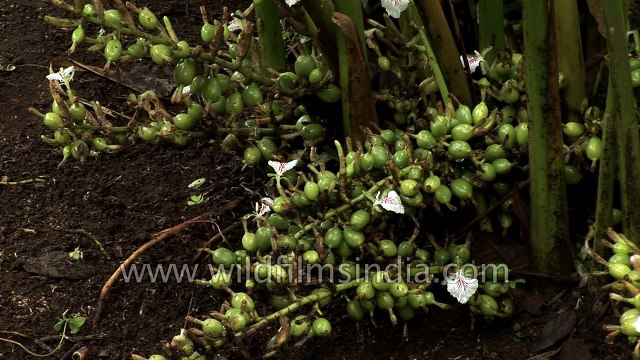 Cardamom plantation in Kerala