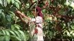 Woman harvesting coffee beans in Karnataka, India