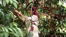 Woman harvesting coffee beans in Karnataka, India