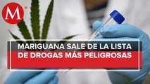 ONU reconoce propiedades medicinales de la cannabis; dejará de considerarse peligrosa