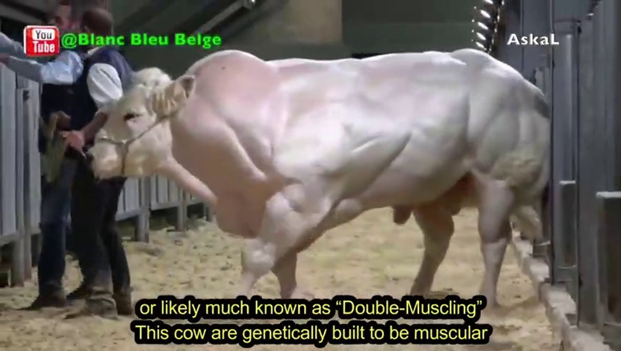 Top 10 Most Muscular Animals In The World - Askal