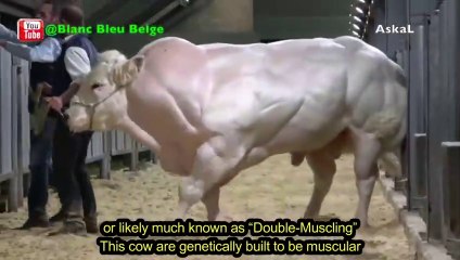 Top 10 Most Muscular Animals In The World - Askal