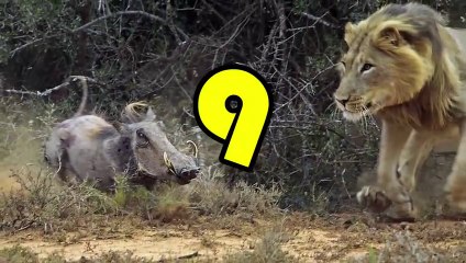 Top 10 Predators Surprised By Their Prey (PREDATOR LOSES) - Part 2_2