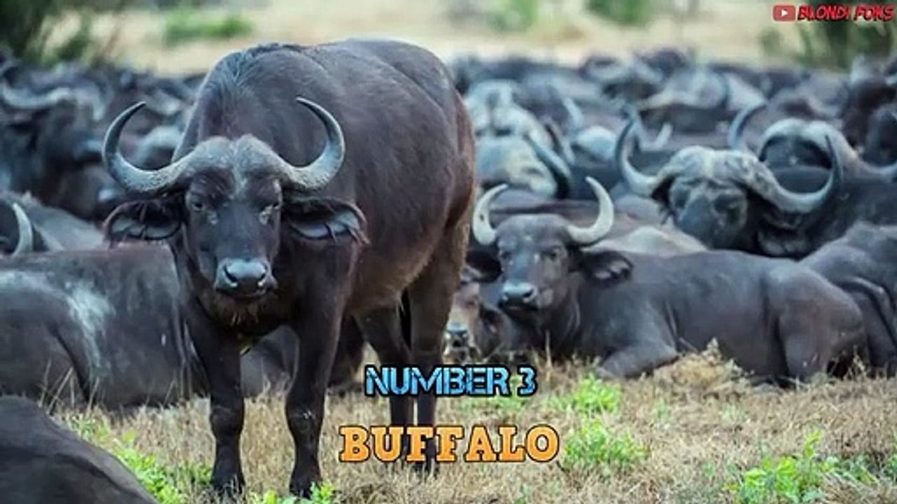 Top 10 Prey Who Can Kill a Lion Easily - When Prey Fights Back - Prey VS Predator