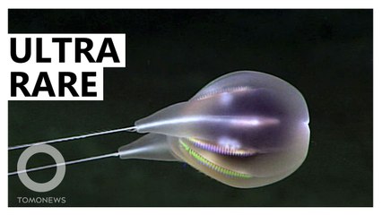 Rare Deep-Sea Creature Discovered — May Be Extinct Again for Centuries 🌊