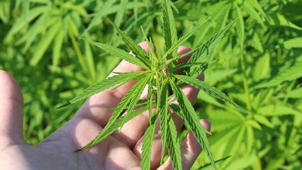 Procannacol, la nueva asociación que impulsa el cannabis medicinal