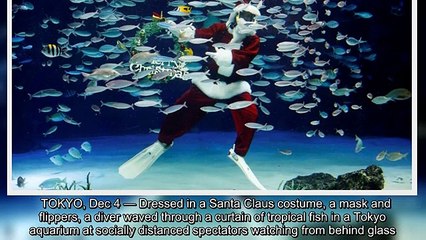 غواصة سانتا تضفي بهجة على حوض أسماك في طوكيو
