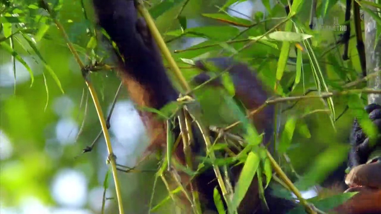 Wildest Indochina E01 Malaysia - Freaks of Nature