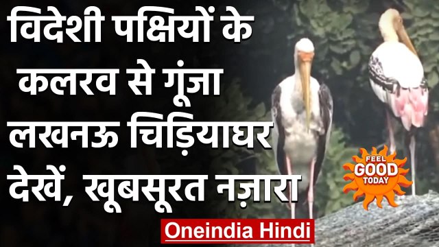 Lucknow Zoo: विदेशी पक्षियों का झुंड पहुंचा Lucknow, देखें खूबसूरत नजारा | वनइंडिया हिंदी