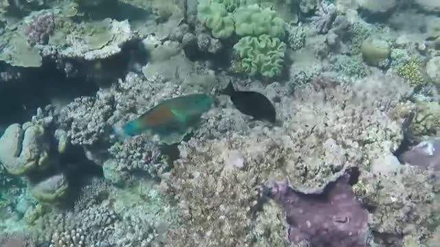 En estado crítico se encuentra la Barrera de Coral de Australia