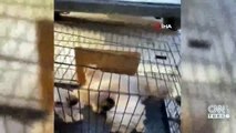 Bodrum katında 68 köpek bulundu: 'Ses telleri alındı' iddiası | Video