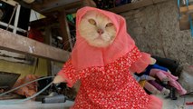 From hijabs to superhero outfits, former teacher in Indonesia creates cat cosplay costumes