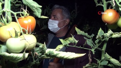 Antalya’da Çiftçilerin Film Sahnelerini Aratmayan Domates Hırsızları Nöbeti