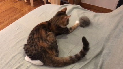 最近のお気に入りはカチューシャな猫【三毛猫のまる】-Hair band and calico cat-